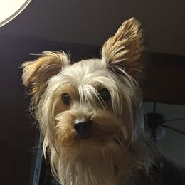Axe - Yorkshire Terrier