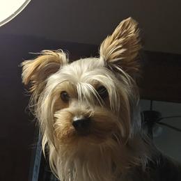 Axe - Yorkshire Terrier