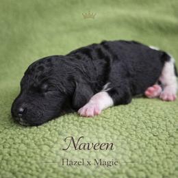 Naveen - Parti male Poodle puppy in Springfield, Oregon from Valaurah Farms