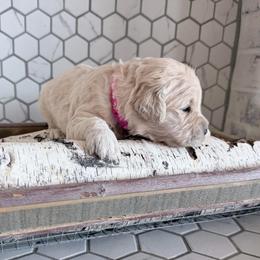Barb - Cream female Goldendoodle puppy in Mount Pleasant, Utah from Betty's Goldendoodles