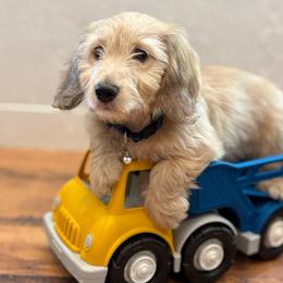 Sprout the SILKY - Cream male Dachshund puppy in Mayville, Michigan from Teenie Little Hearts