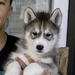 Shaxx - Agouti and white male Siberian Husky puppy in Graham, North Carolina from Ivie Huskies