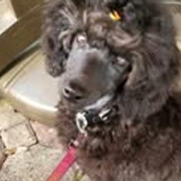 Chinese Cresteds and Poodles from Amari Miniature Poodles and Chinese Cresteds