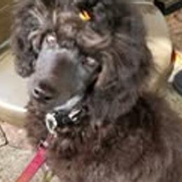 Chinese Cresteds and Poodles from Amari Miniature Poodles and Chinese Cresteds
