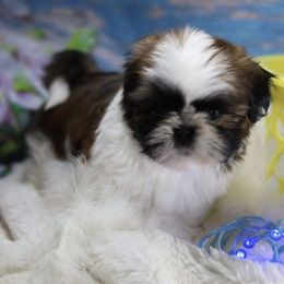Shih Tzu Puppies from Sweetbriar Shih Tzu