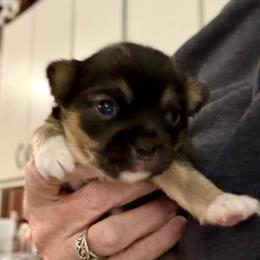 Jose' - Black and tan male Chihuahua puppy in Molino, Florida from Pensacola Chi Garden