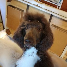 Cash - Poodle
