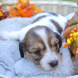 Lynette - Piebald female Dachshund puppy in Eufaula, Alabama from B’s Dachshunds