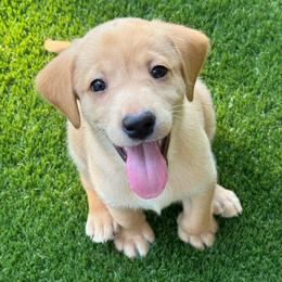 Gray Male - Yellow male Labrador Retriever puppy in Franklin, Virginia from Oak Hollow Retrievers