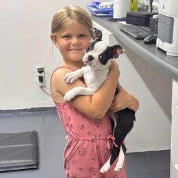 Iris - Teal Collar - Black and white female Boston Terrier puppy in Conyers, Georgia from Dixe Hill Dogs