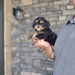 Bren - Black and tan male Cavapoo puppy in Apple Creek, Ohio from Grandeur Valley Puppies