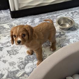 Cavalier King Charles Spaniel Puppies from Infinity Paws Cavaliers