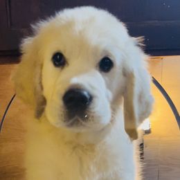 Pink - Golden Retriever puppy in Linden, Michigan from High Society Farm
