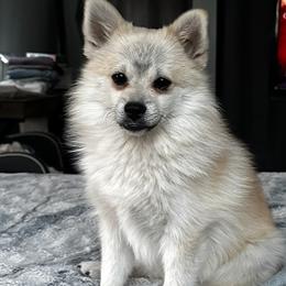 Pomsky All Grown Up from Kacy Dunckhorst