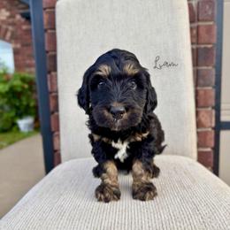 Liam - Phantom male Bernedoodle puppy in Owasso, Oklahoma from Kallams Bernedoodles & Bernese Mountain Dogs