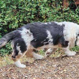 Cardigan Welsh Corgis and Poodles from Short Legs & Curly Wags LLC
