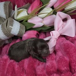 Girl 2 - Brown female Shihpoo puppy in Delphos, Ohio from Route 66 Poodles & Doodles, Sapphire Shih-tzu's of Ohio