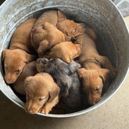 Dachshund Puppies from Bar H Dachshunds