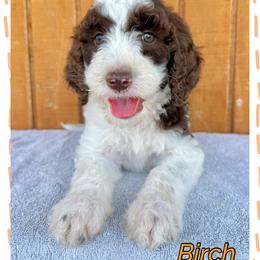 Birch - Parti male Goldendoodle puppy in Caddo Mills, Texas from Fire Wife Doodles
