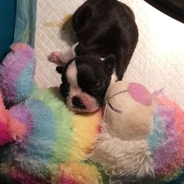 Boston Terrier, Companion Cross, and French Bulldog Puppies from High Plains French Bulldogs,Boston Terriers and Frenchtons.