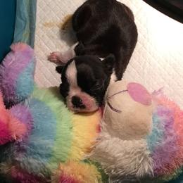 Boston Terrier, Companion Cross, and French Bulldog Puppies from High Plains French Bulldogs,Boston Terriers and Frenchtons.