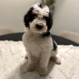 Pumpkin - Black and white male Bernedoodle puppy in Moreno Valley, California from Ayy_Doodles