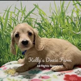 Cream Male Longhair Blue Collar - Cream male Dachshund puppy in Cleveland, Tennessee from Kelly's Doxie Farm