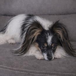Renny - Papillon