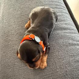 Orange - Black and tan male Yorkshire Terrier puppy in North Las Vegas, Nevada from KD's Yorkshire Terriers