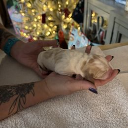 Holly - Lemon and white female Basset Hound puppy in Gulf Breeze, Florida from Breeze Basset Hounds