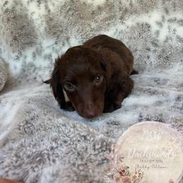 Dachshund Puppies from CSW Dachshunds