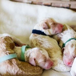 Aussiedoodle, Double Doodle, Goldendoodle, and Poodle Puppies from Hope’s Doodles