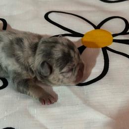 Moondancer - Blue female French Bulldog puppy in Peru, Indiana from Angies Little Bostons And Frenchies