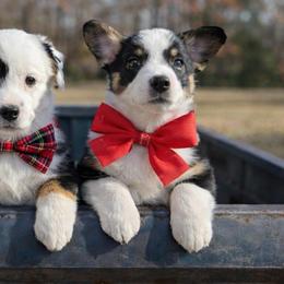 Max - Black and tan male Pembroke Welsh Corgi puppy in Star City, Arkansas from T4 Farms