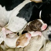 Pointer Puppies from Rimrock Pointers