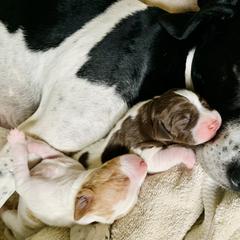 Pointer Puppies from Rimrock Pointers