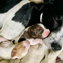 Pointer Puppies from Rimrock Pointers