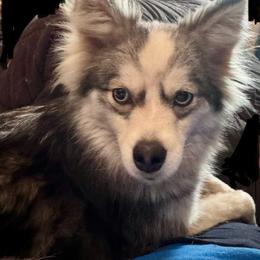 Pomsky puppies from Illinois Poms
