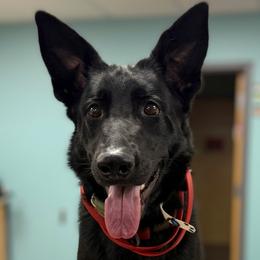Fawkes - German Shepherd