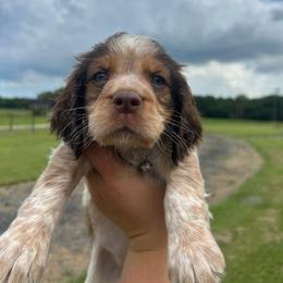 Girl 5 - Liver white and tan female English Springer Spaniel puppy in Fort Meade, Florida from Lake in the Hills Springers