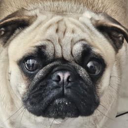 Gidget - Pug