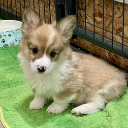 Fluffy boy 1 Triple Clear - Sable male Pembroke Welsh Corgi puppy in Rochester, Indiana from Stacy’s Pembroke Welsh Corgis
