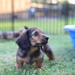 Dachshund Puppies from Rising Dawn Dachshunds