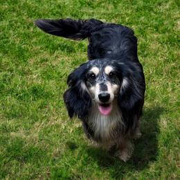 Journey - Dapple male Dachshund puppy in Gilbertsville, Kentucky from DeLaunes Dachshunds