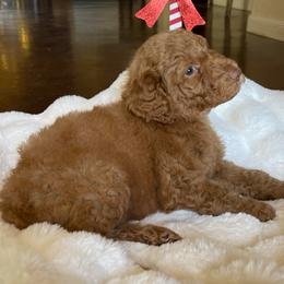 Buck - Red male Labradoodle puppy in San Antonio, Texas from I Love U Back Labradoodles, LLC