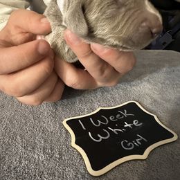 White - Silver gray female Weimaraner puppy in Aitkin, Minnesota from Whispering’s GunDogs