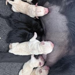 Boy 3 - Black male Labrador Retriever puppy in Mississippi from Sure Shot English Labs