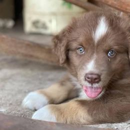 Australian Shepherds, Miniature Australian Shepherds, and Toy Australian Shepherds from Brushy Creek Aussies & Mini Aussies