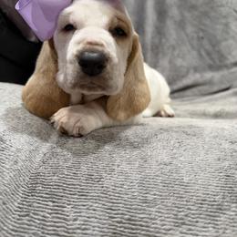 Elsa - Lemon and white female Basset Hound puppy in Monterey, Tennessee from Southern Belles Bassets