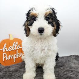 Bingo - Tri-color female Bernedoodle puppy in Granton, Wisconsin from Rose River Farms